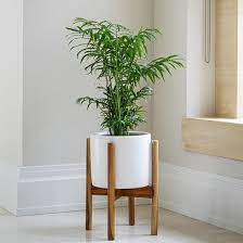 Olive Tree